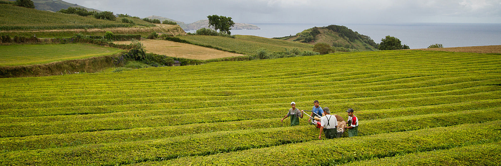 Azores Portugal