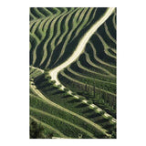 Vineyards I Fine Art Photo by João Cabral